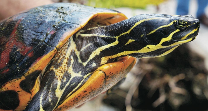 red-eared slider