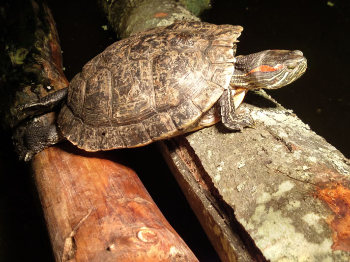 red-eared slider