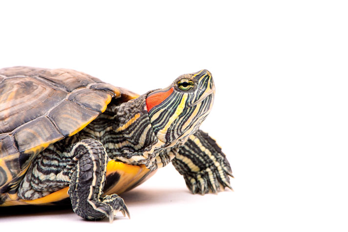 red ear slider turtle male and female