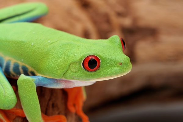 red-eyed treefrog