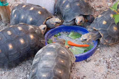 red-footed tortoises eating