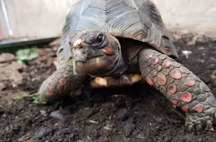 Huck the red-footed tortoise was found safe after someone stole him.