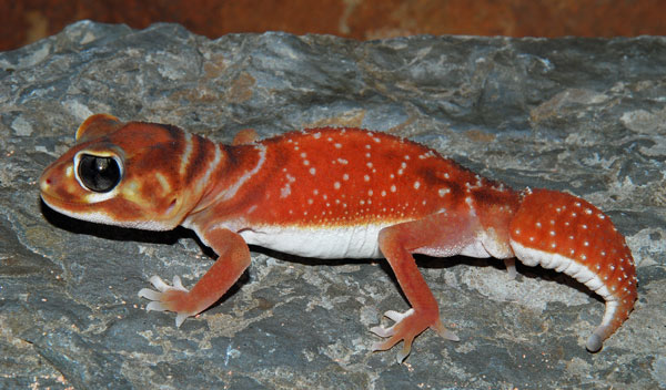 Knob-tailed gecko 