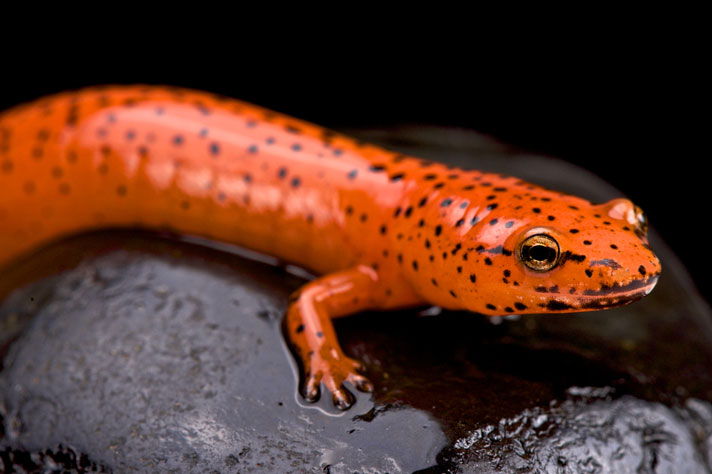 red salamander