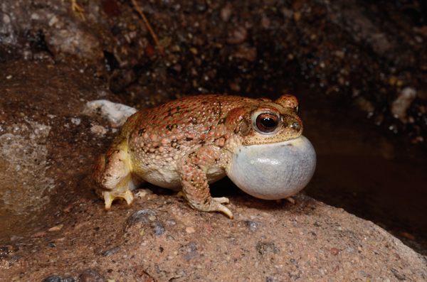 red spotted toad
