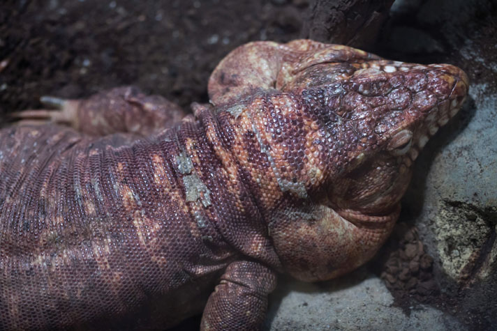 argentine red tegu