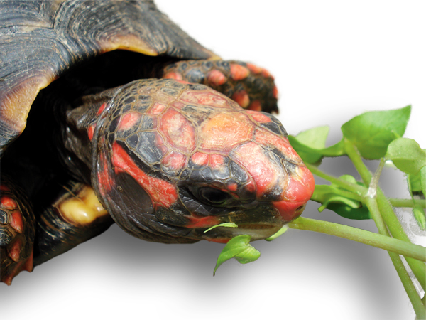 albino red foot tortoise