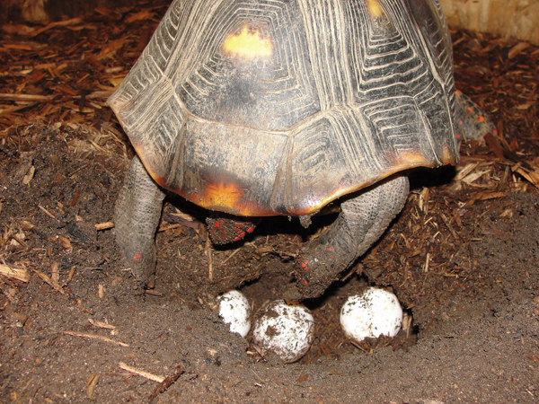 red footed tortoise