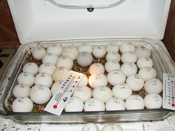 redfoot tortoise eggs