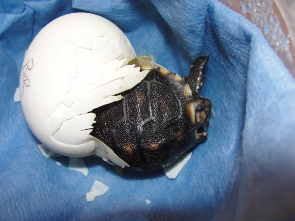 red-foot tortoise hatchling