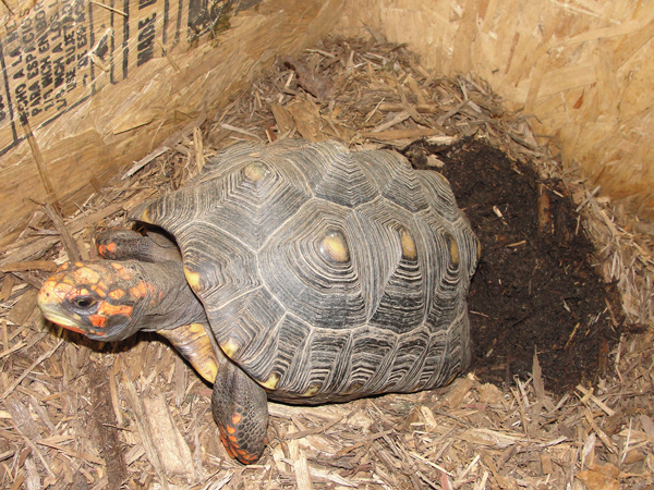 red footed tortoise