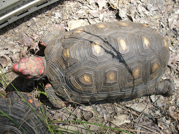 Keeping And Breeding Red Footed Tortoises Reptiles Magazine