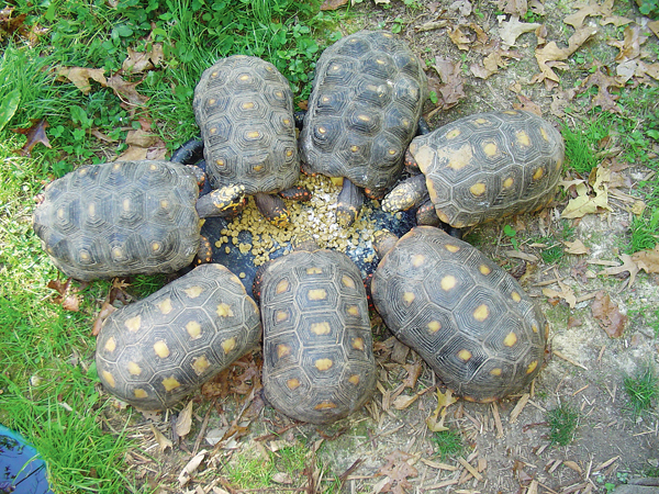 Keeping And Breeding Red Footed Tortoises Reptiles Magazine