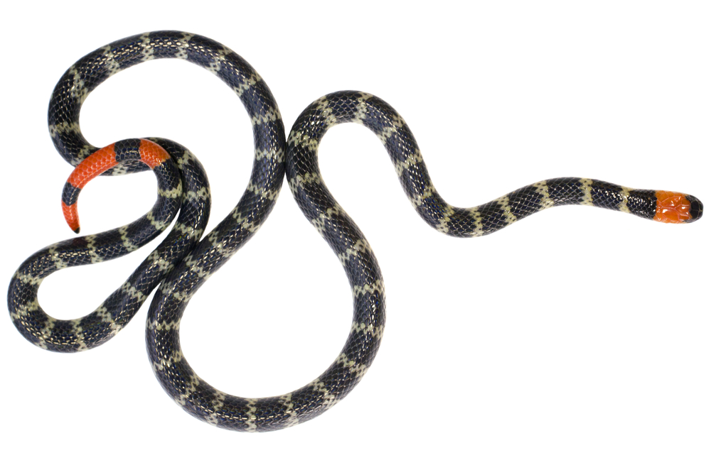 redtail coral snake