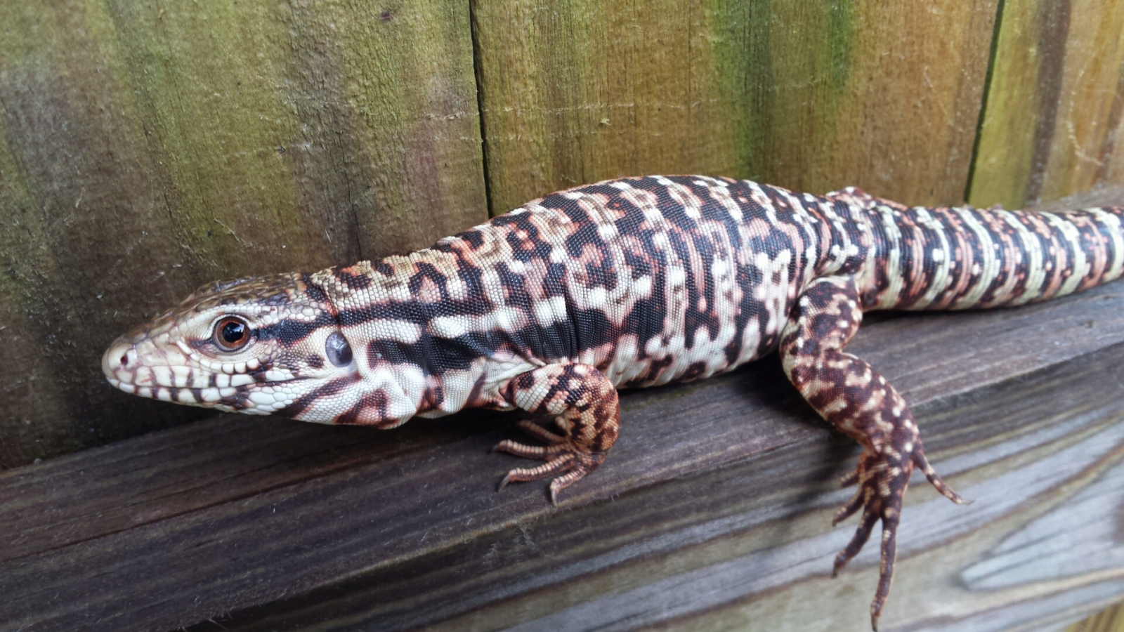 Red Tegu on the fence