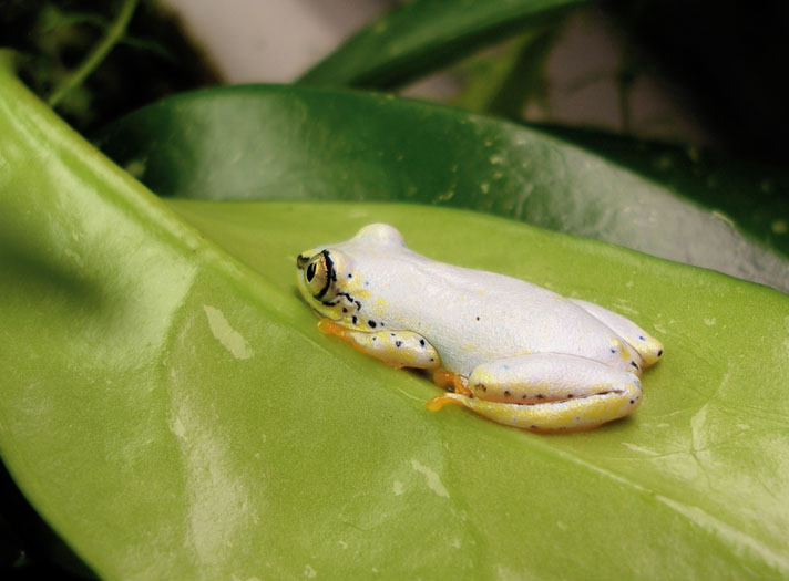 blue-backed reed frog