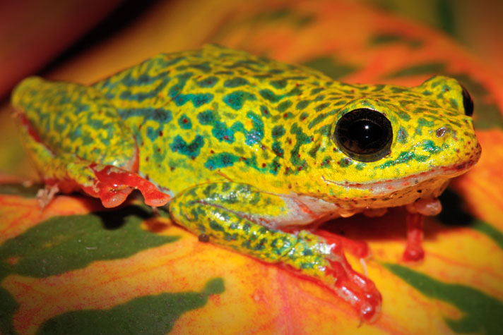 Strawberry poison frogs are reaching their heat limit because of