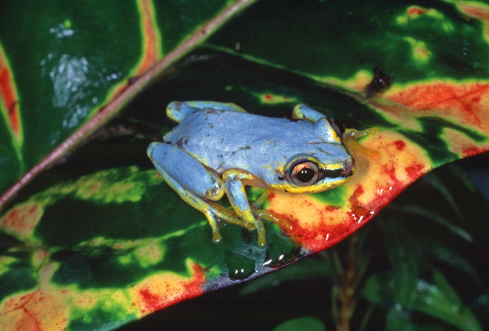blue-backed reed frog