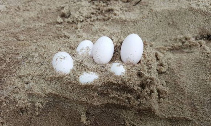 lizard eggs