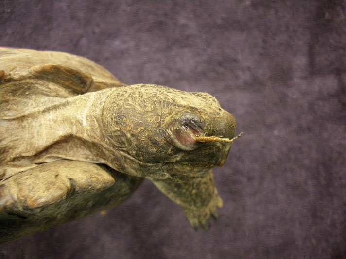 Foxtail stuck in eye of tortoise.