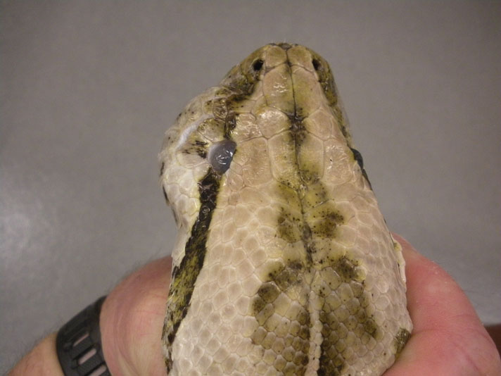 A live rat caused an infection to this snake's eye.