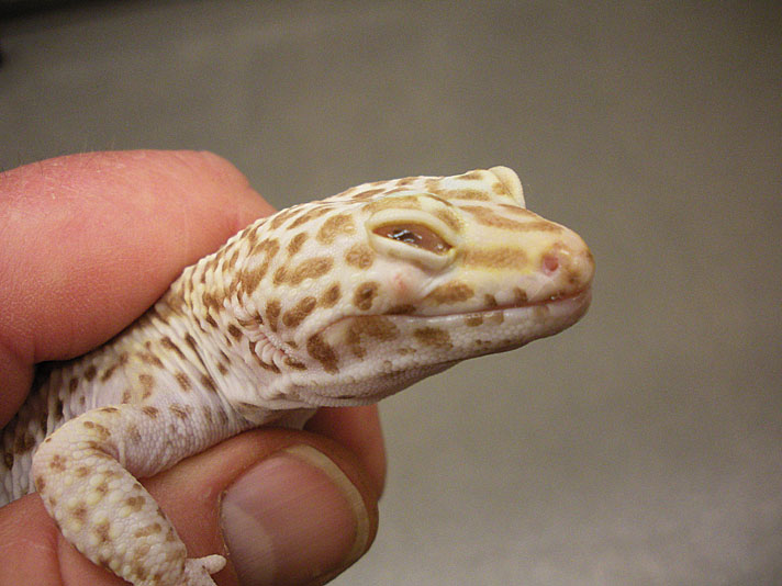 leopardgecko med abscess i ögat.