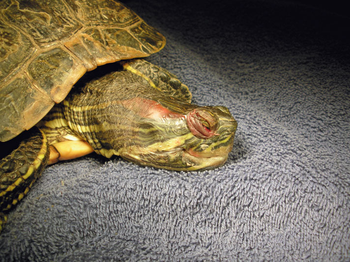 red-eared slider eye problems