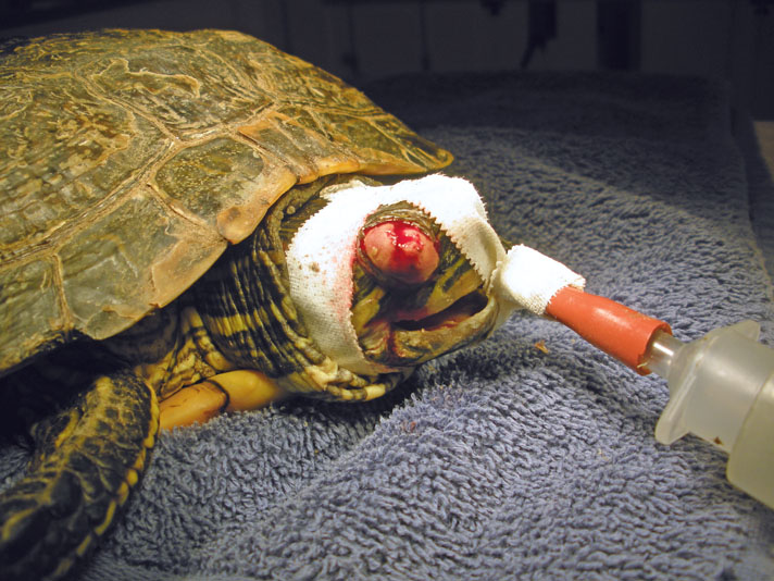 red-eared slider with eye problem