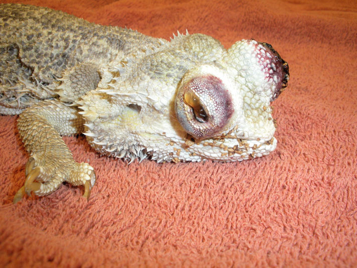 Bearded dragon with eyes damaged by crushed walnut shell.