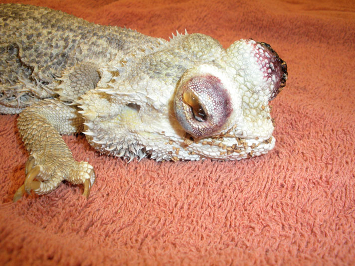 Bearded dragon med øjne beskadiget af knust valnødskal.