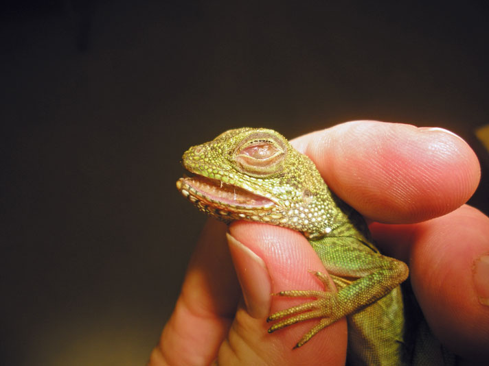 corneal lesion in eye of water dragon