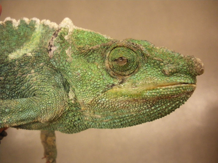 ocular discharge in chameleon