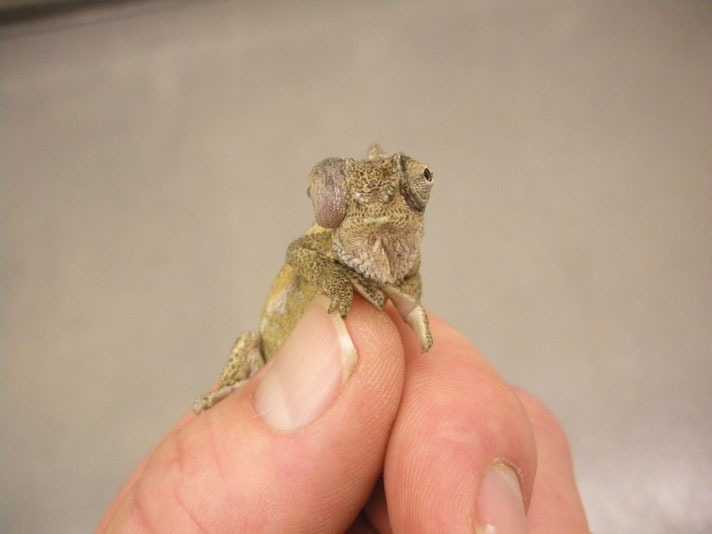 chameleon with eye problem