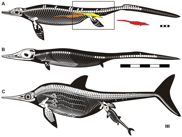 Rendering of the Chaohusaurus along with an icthyosaur