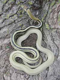 Florida King Snake (Lampropeltis getula floridana) Bioactive