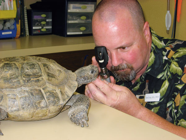 reptile vet examining a tortoise