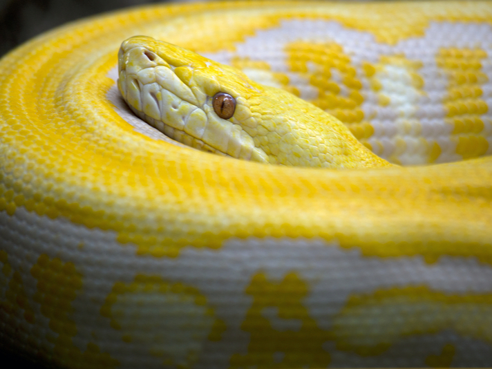 reticulated python