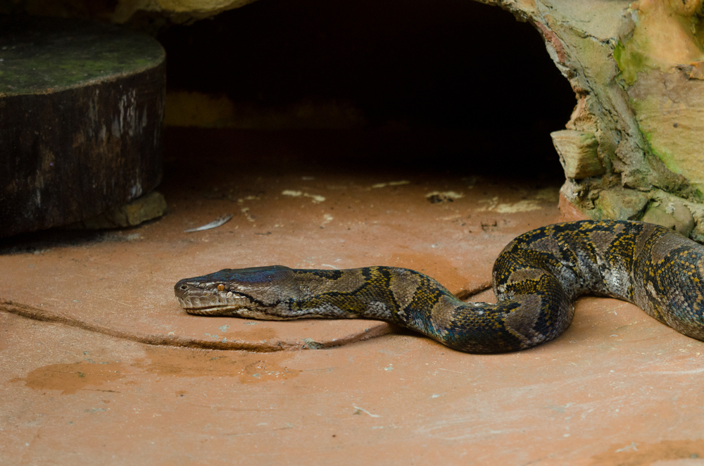 reticulated python