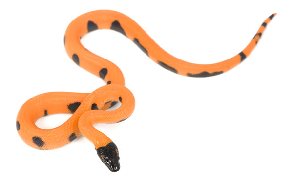 ringed-neck python