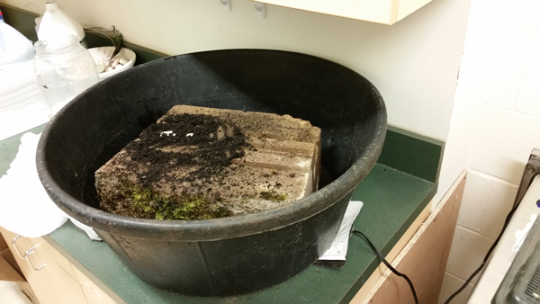 the ringneck snake eggs were found attached to this cinder block