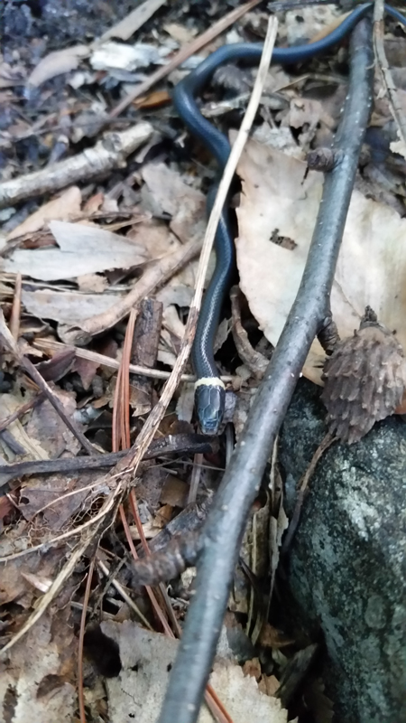 ringneck snake