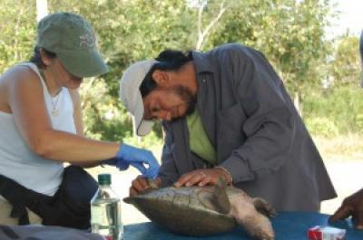 Central American River Turtle Genes Influenced By Humans