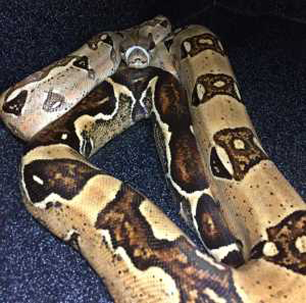 boa constrictor with a splint in his jaw