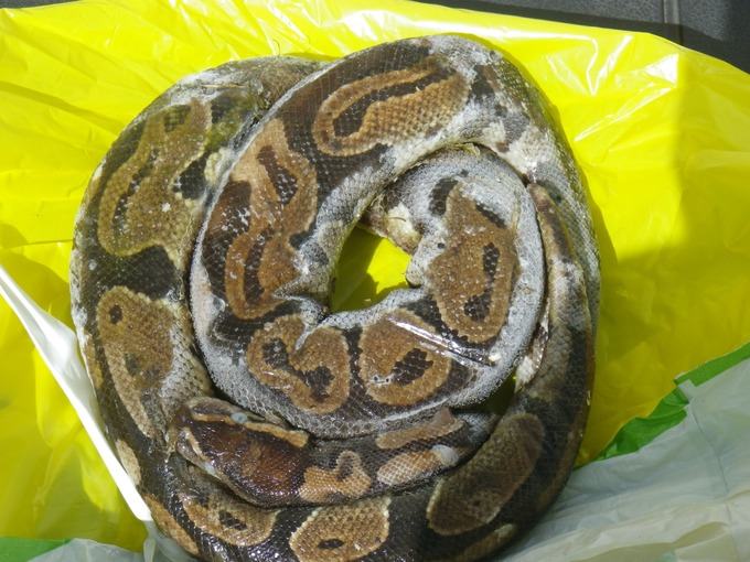 ball python