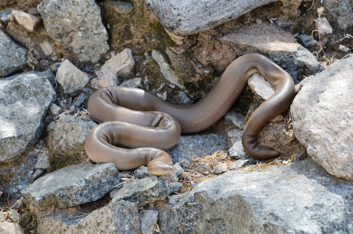 rubber boa