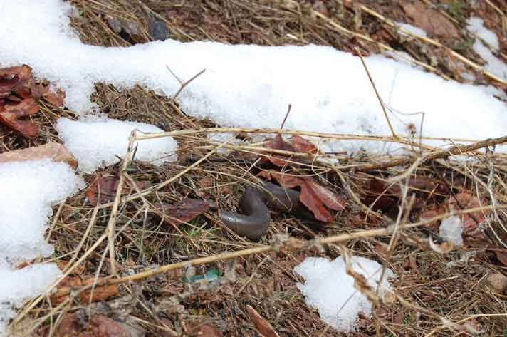 rubber boa in snow