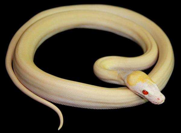 Ruby-eyed ivory reticulated python