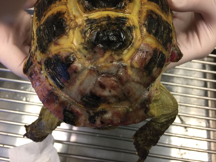 Russian tortoise shell damage