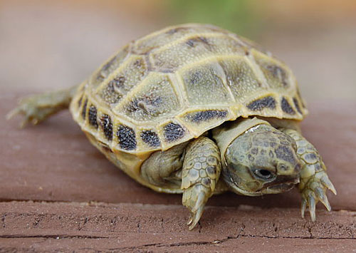  Russian tortoise hatchling