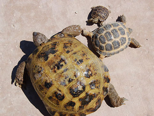 russian tortoises 